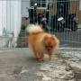 Jual Anjing Pomeranian