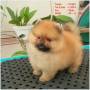 Jual Anjing Pomeranian