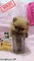Jual Anjing Pomeranian
