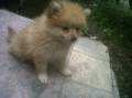 Jual Anjing Pomeranian