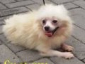 Jual Anjing Pomeranian