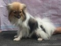 Jual Anjing Pomeranian
