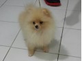 Jual Anjing Pomeranian
