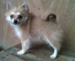 Jual Anjing Pomeranian