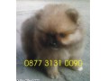 Jual Anjing Pomeranian