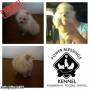 Jual Anjing Pomeranian