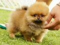 Jual Anjing Pomeranian