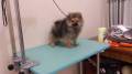 Jual Anjing Pomeranian