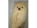 Jual Anjing Pomeranian