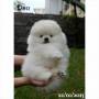 Jual Anjing Pomeranian