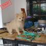 Jual Anjing Pomeranian