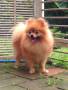 Jual Anjing Pomeranian