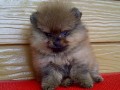 Jual Anjing Pomeranian