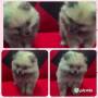 Jual Anjing Pomeranian