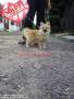 Jual Anjing Pomeranian