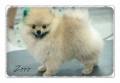 Jual Anjing Pomeranian