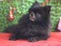 Jual Anjing Pomeranian