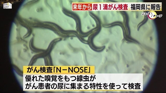 线虫生活在土壤中,没有眼睛和耳朵,但嗅觉非常灵敏。