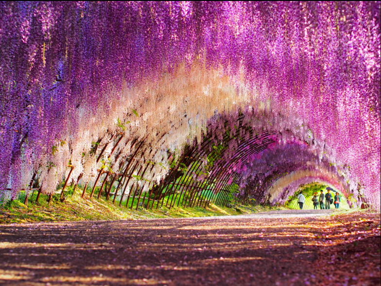 Kawachi Fuji-en