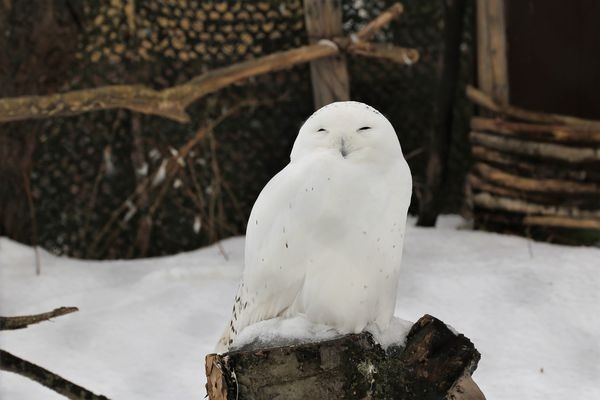 雪鴞(Bubo scandiacus、snowy owl)是鴟鴞科的一種大型貓頭鷹,是北極苔原地區的留鳥