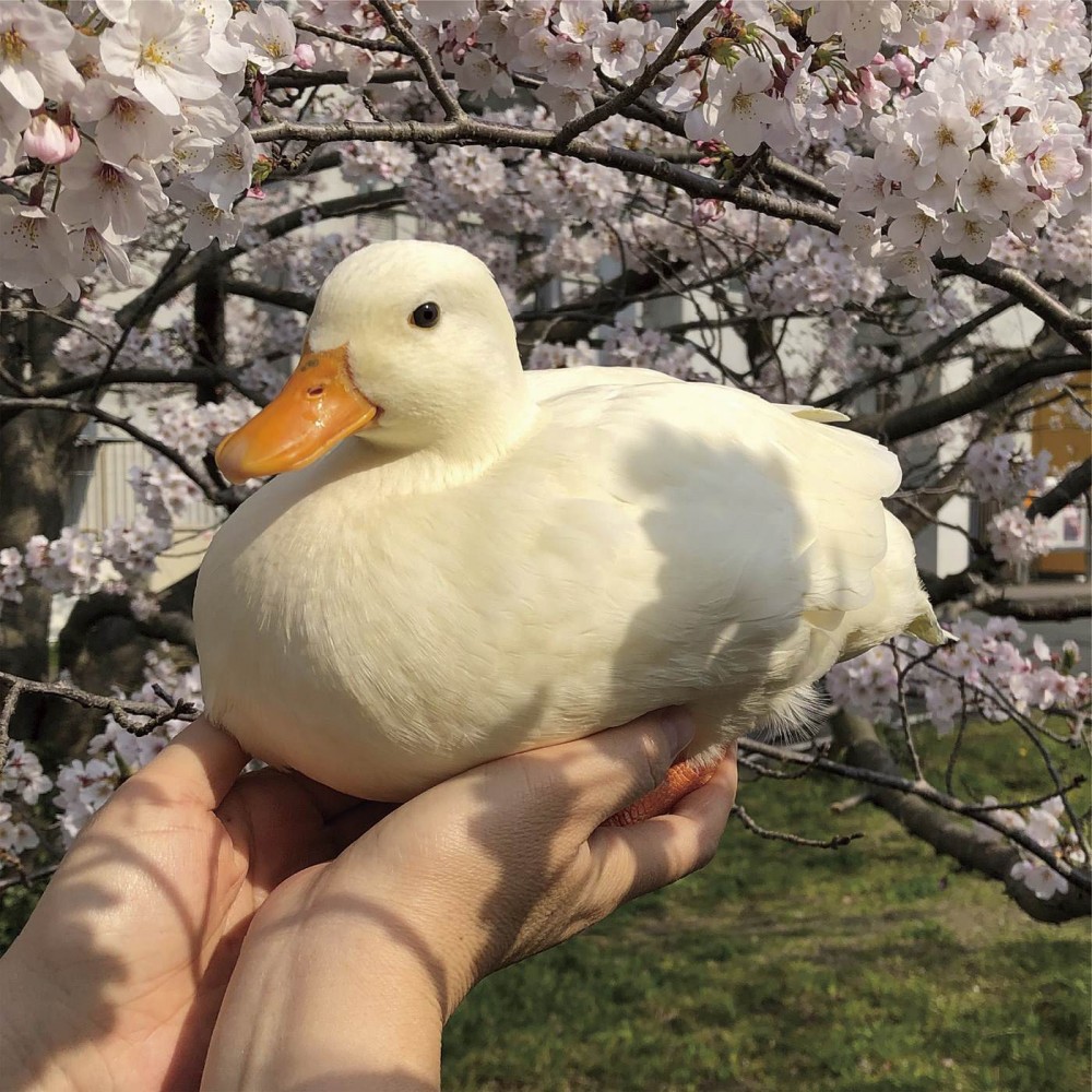 相中有一對雙手在樹下捧著一隻超肥美的白色鴨仔