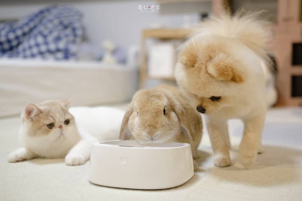 Mumaru博美犬Muji異國短毛貓和兔子Miku