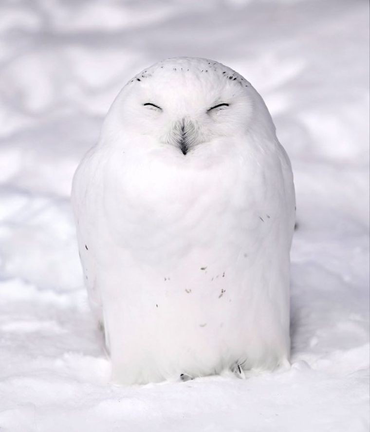 在北海道的「旭山動物園」更是日本最受歡迎的動物園之一
