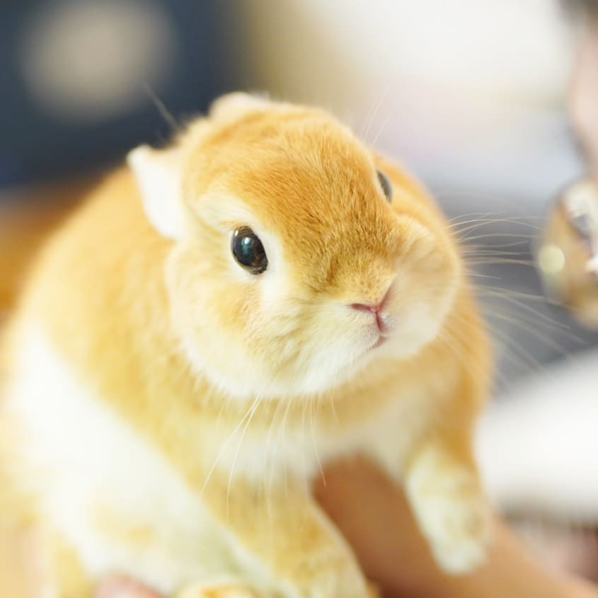 荷蘭侏儒兔