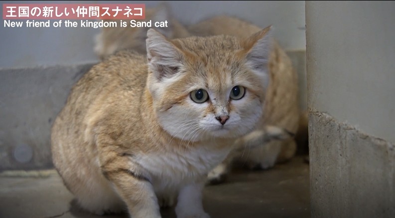 沙漠貓日本那須動物王國