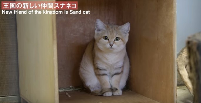 沙漠貓會捕食蜥蜴和蛇