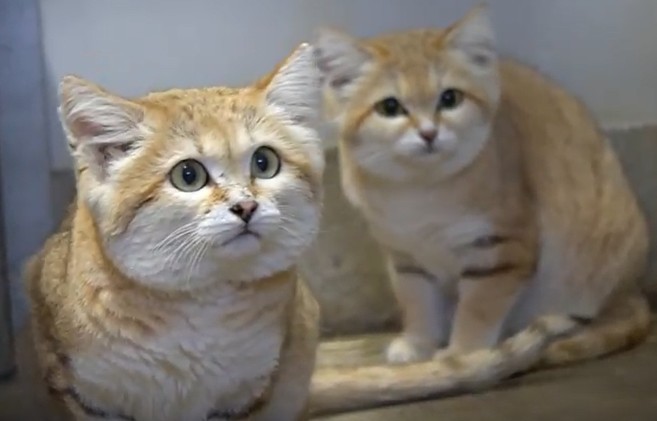 日本那須動物王國沙漠貓
