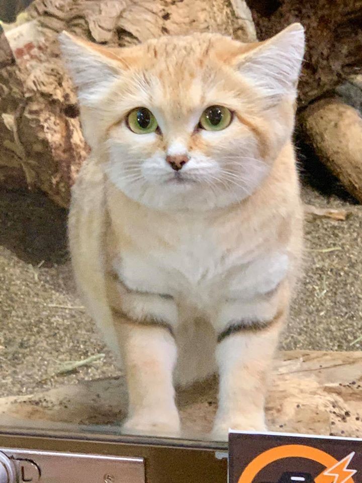 沙漠貓是世界最小野生貓科動物