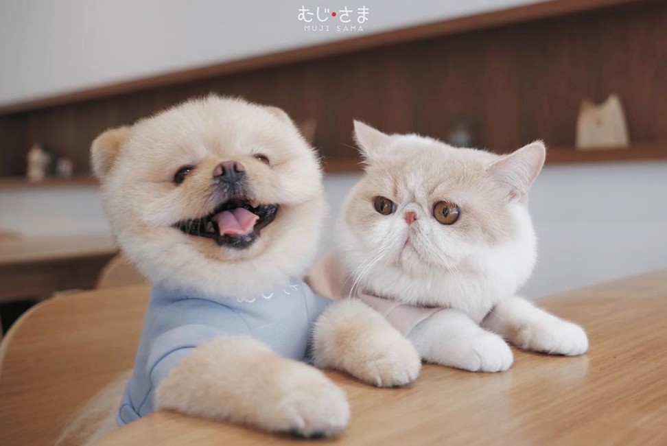 泰國台Mumaru博美犬Muji和異國短毛貓Mumaru