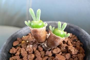 兔仔耳多肉植物「碧光環」