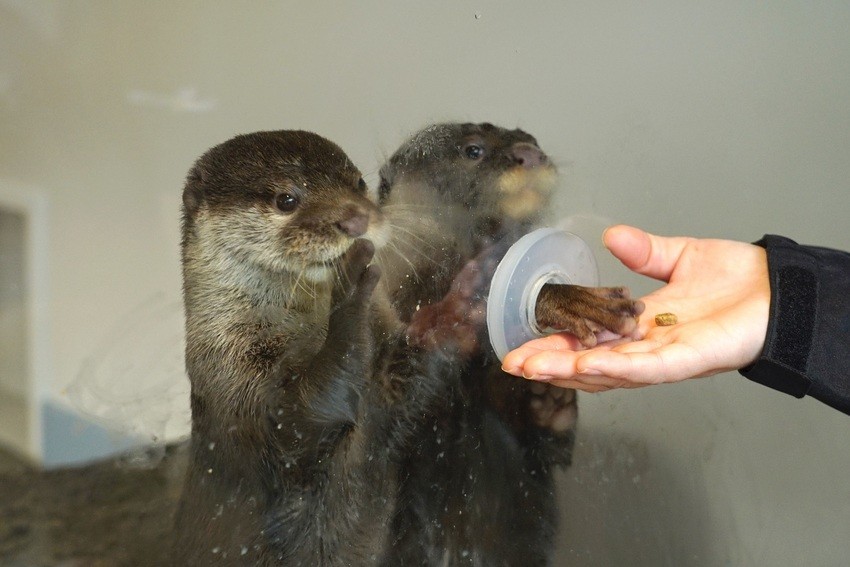 日本HANA•BIYORI 超美「溫室花園Starbucks」