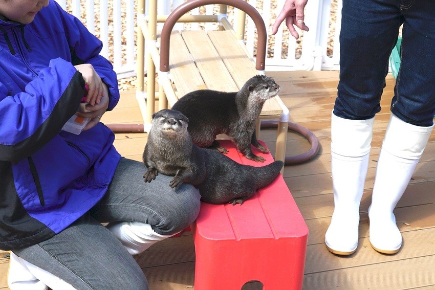 日本HANA•BIYORI 超美「溫室花園Starbucks」