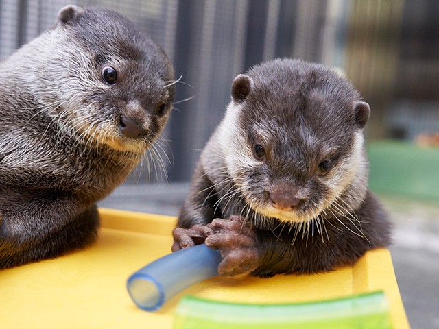 日本HANA•BIYORI 超美「溫室花園Starbucks」