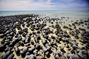 Shark Bay - Stromatolites Western Australia - Australia Cathrin Eszbach