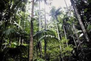 Gondwana Rainforest