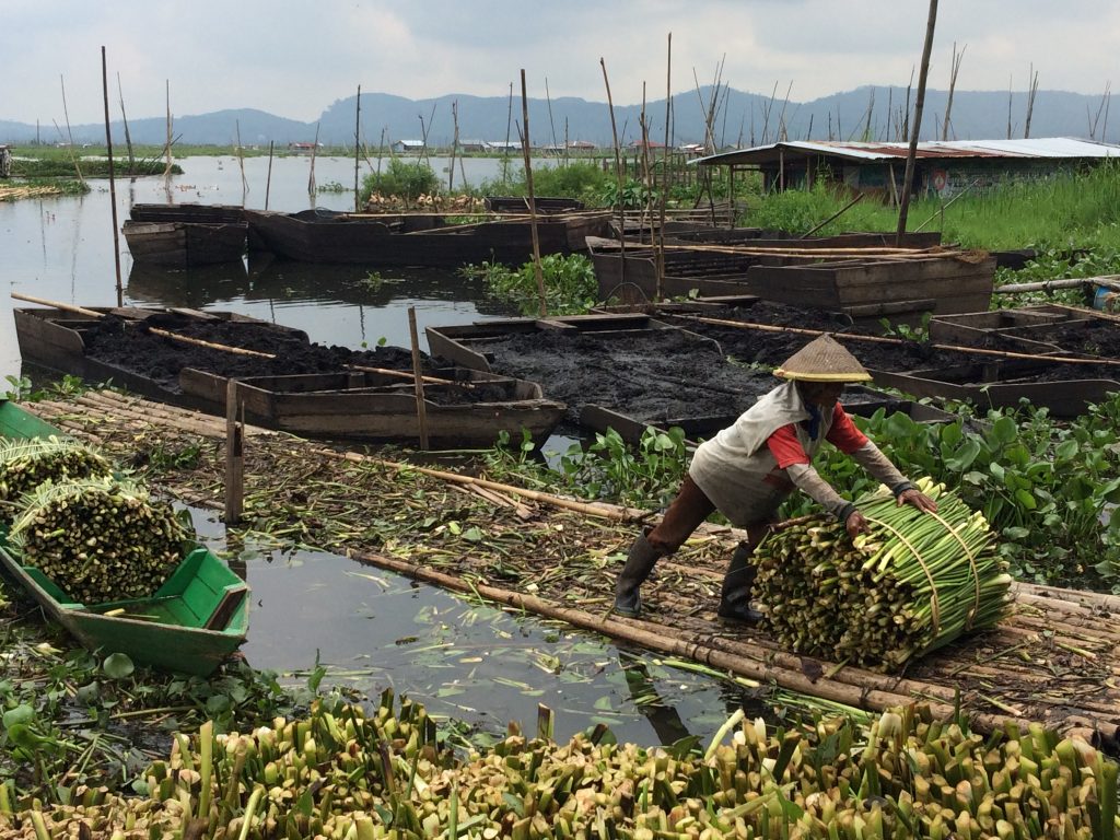 A harvester hauling a bulk of wet hyacinth stems