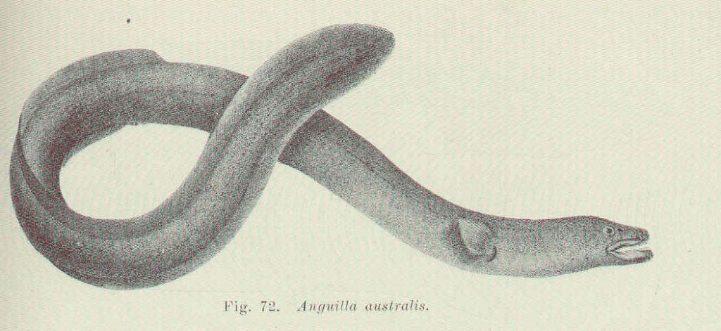 The short-finned eel, as illustrated by Edgar R. Waite.