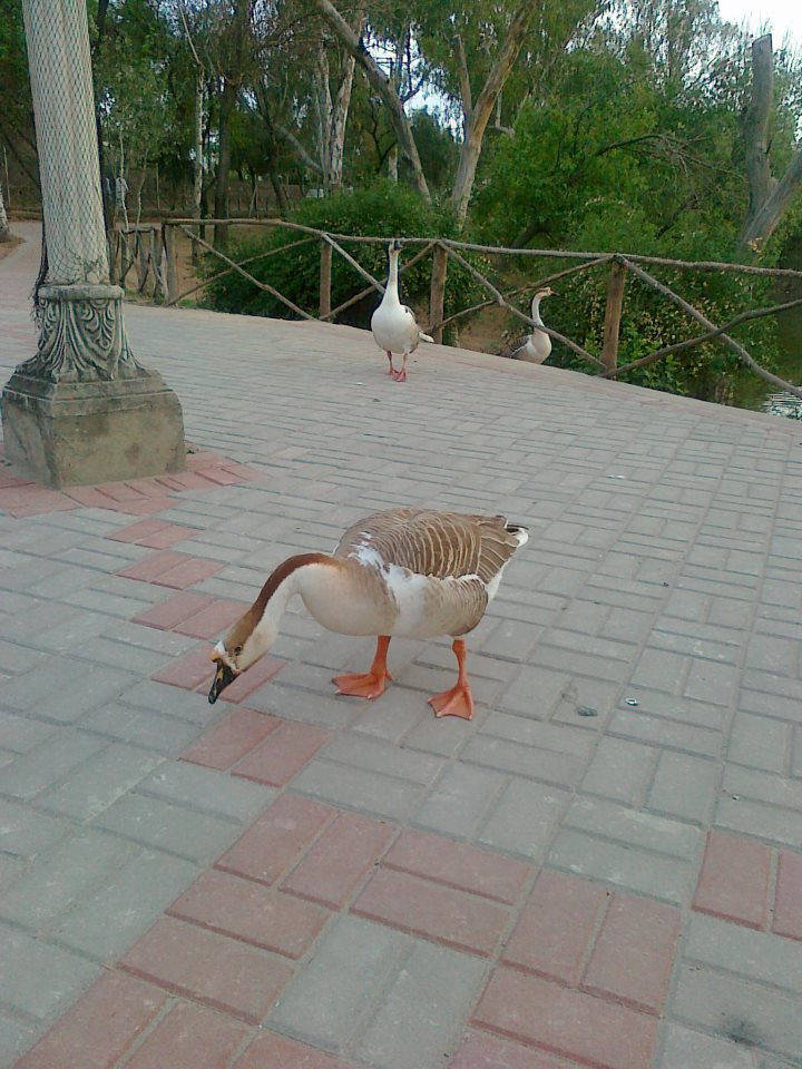 ducks