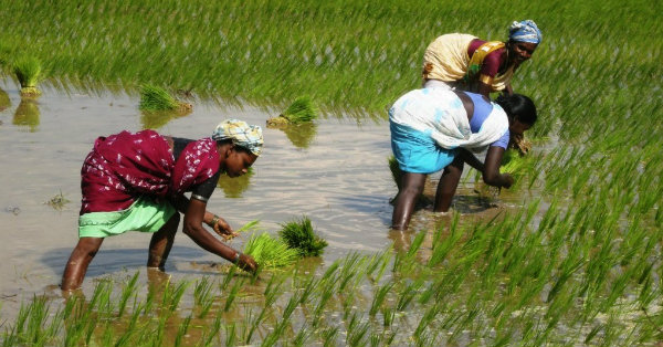 rice_field