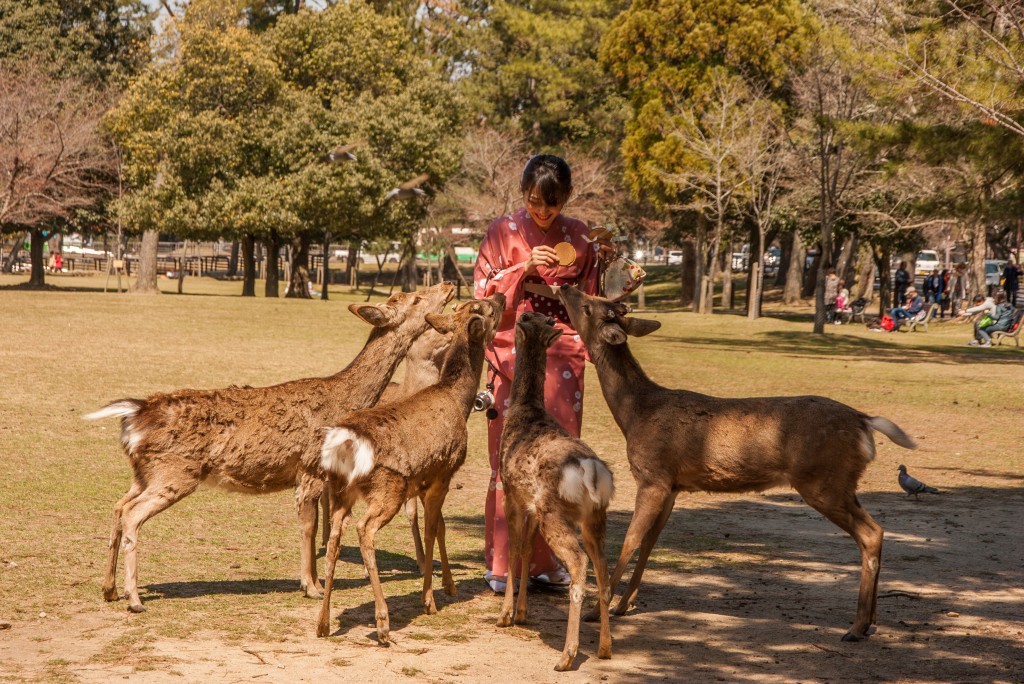Deer in Nara park