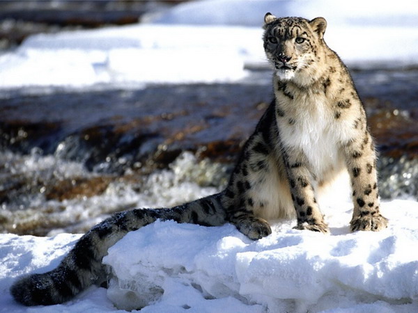 Snow leopard in Sangarmatha National Park