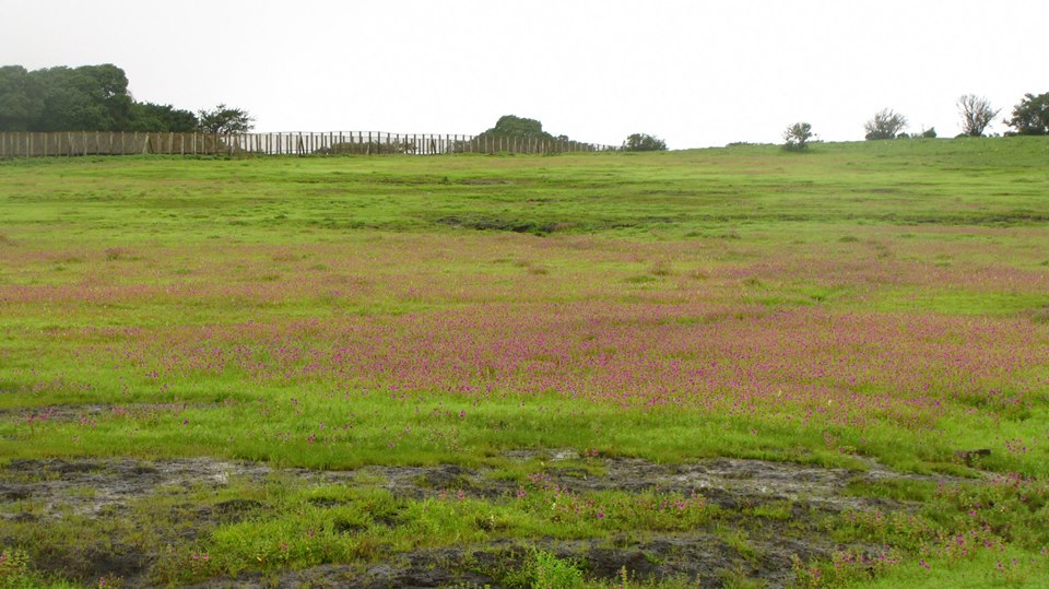 Kaas - Plateau of Flowers, Maharashtra Kaas - Plateau of Flowers, Maharashtra