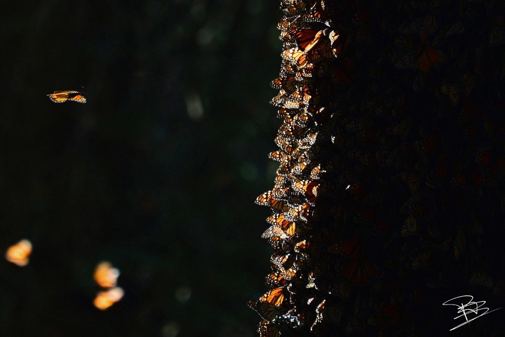 monarch butterflies