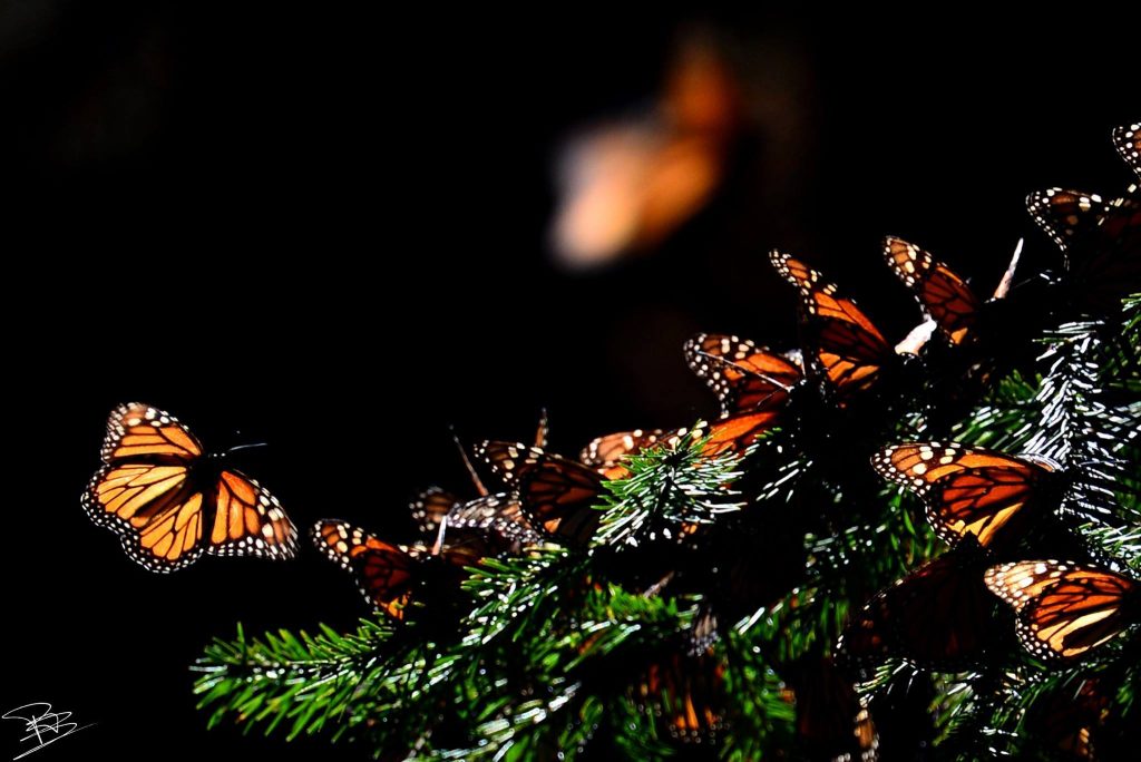 monarch butterflies