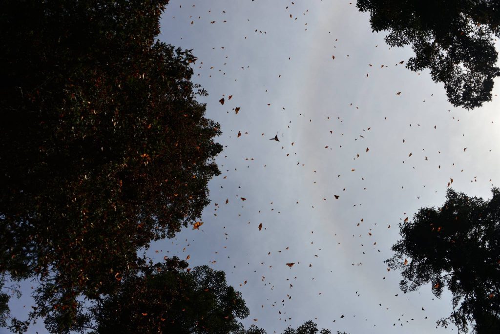 monarch butterflies