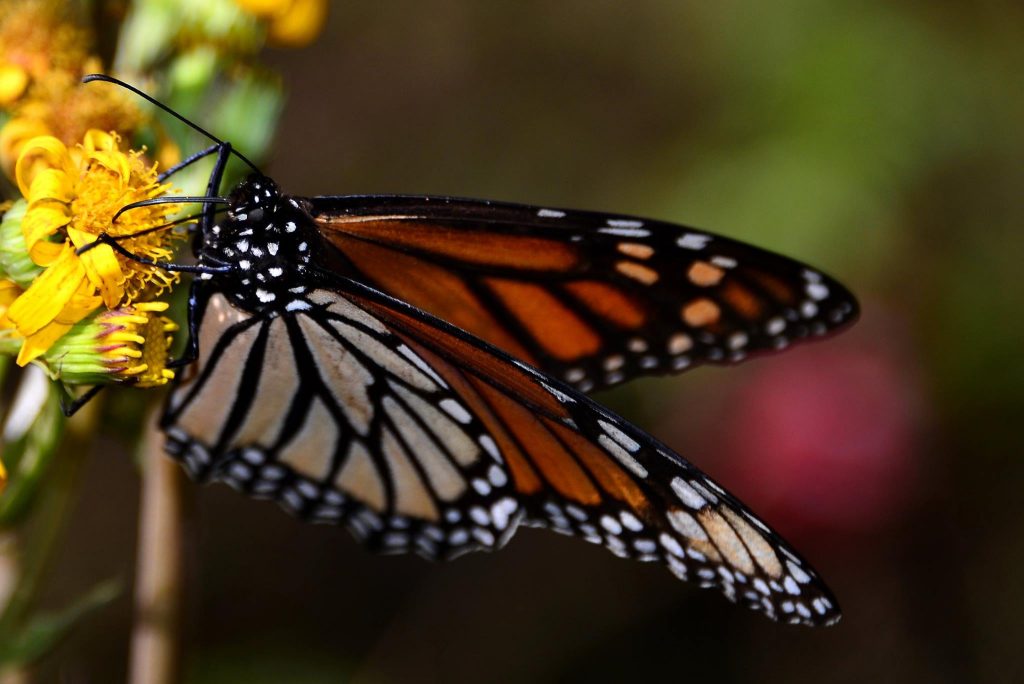 monarch butterflies